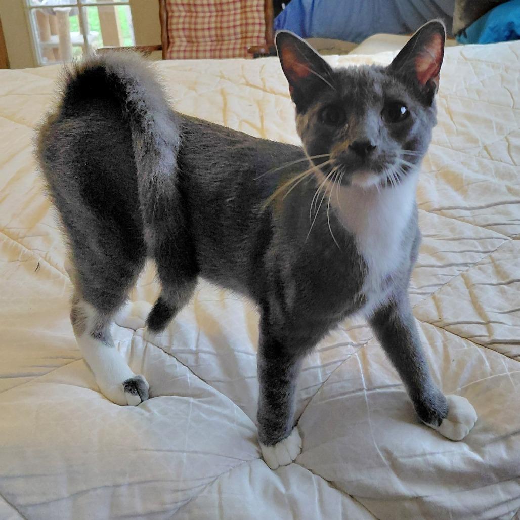 Hematite, a Adoptable Domestic Short Hair in Incline Village, NV image 6/6