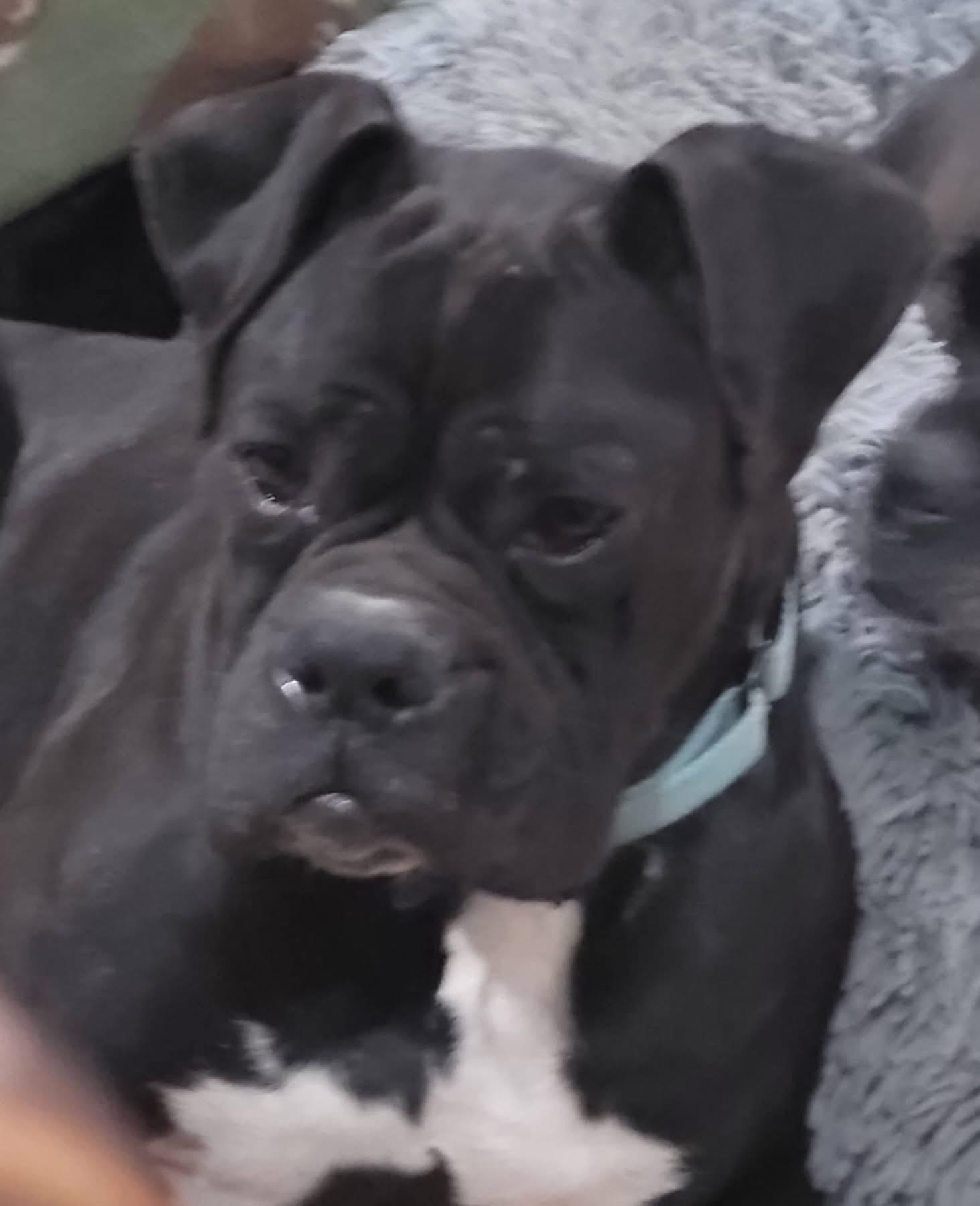 Enlarge Winston, a ADOPTABLE Boxer in Fountaintown, IN image 5/6