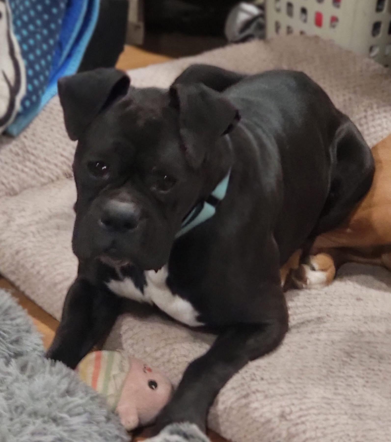 Enlarge Winston, a ADOPTABLE Boxer in Fountaintown, IN image 2/6