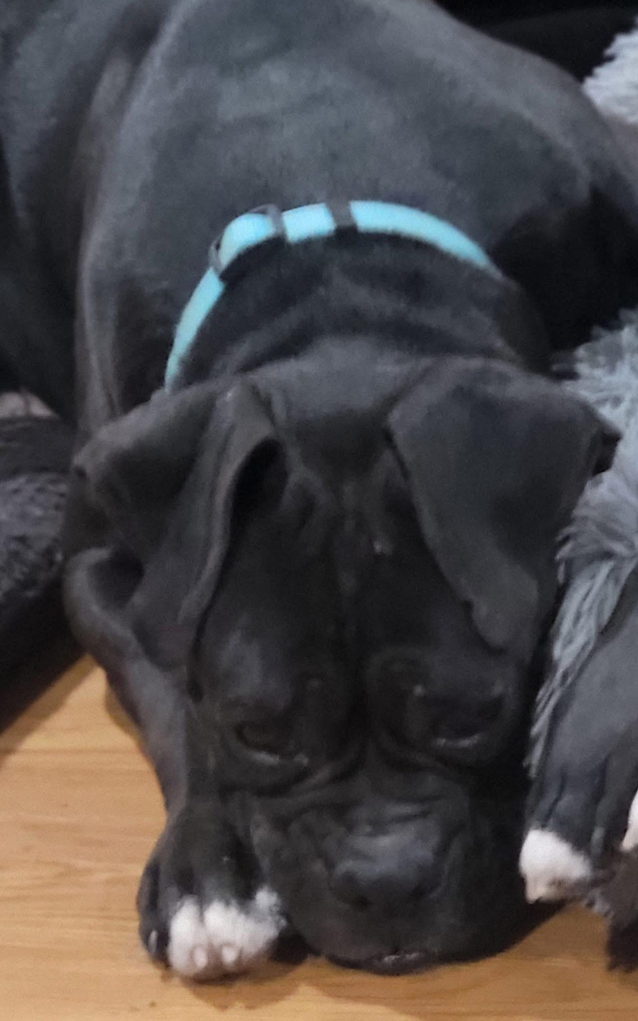 Enlarge Winston, a ADOPTABLE Boxer in Fountaintown, IN image 4/6