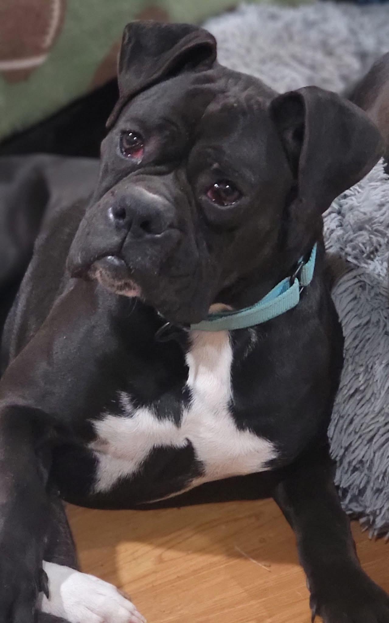 Enlarge Winston, a ADOPTABLE Boxer in Fountaintown, IN image 1/6