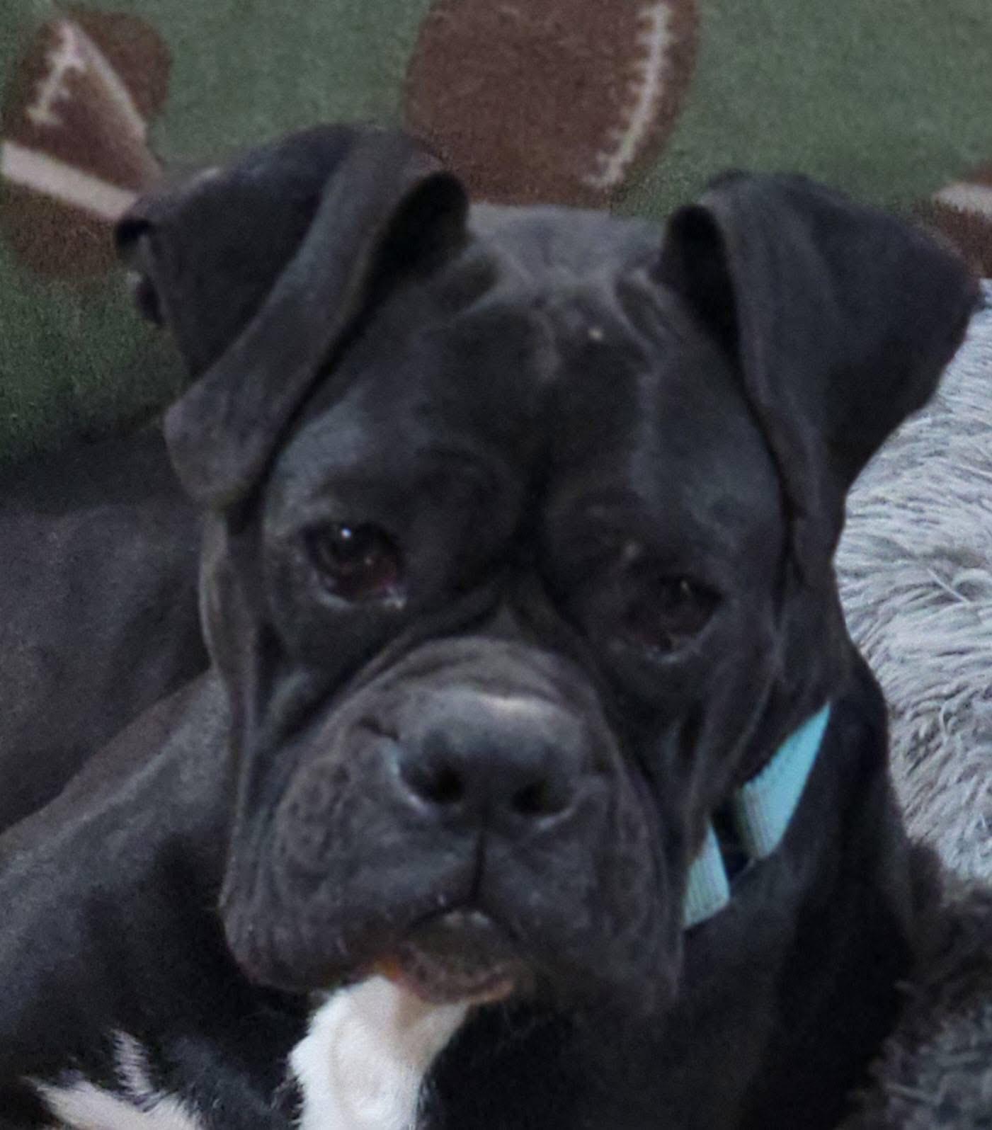 Enlarge Winston, a ADOPTABLE Boxer in Fountaintown, IN image 3/6