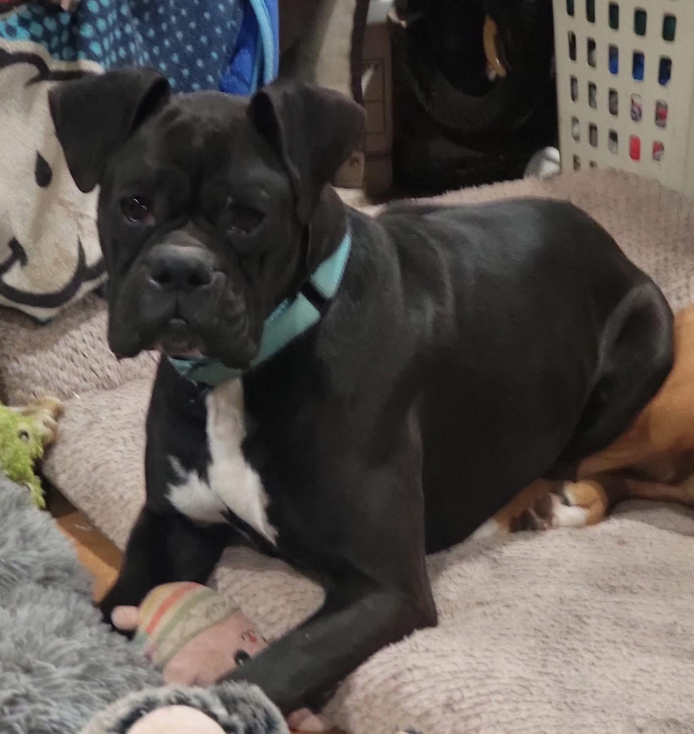 Enlarge Winston, a ADOPTABLE Boxer in Fountaintown, IN image 6/6