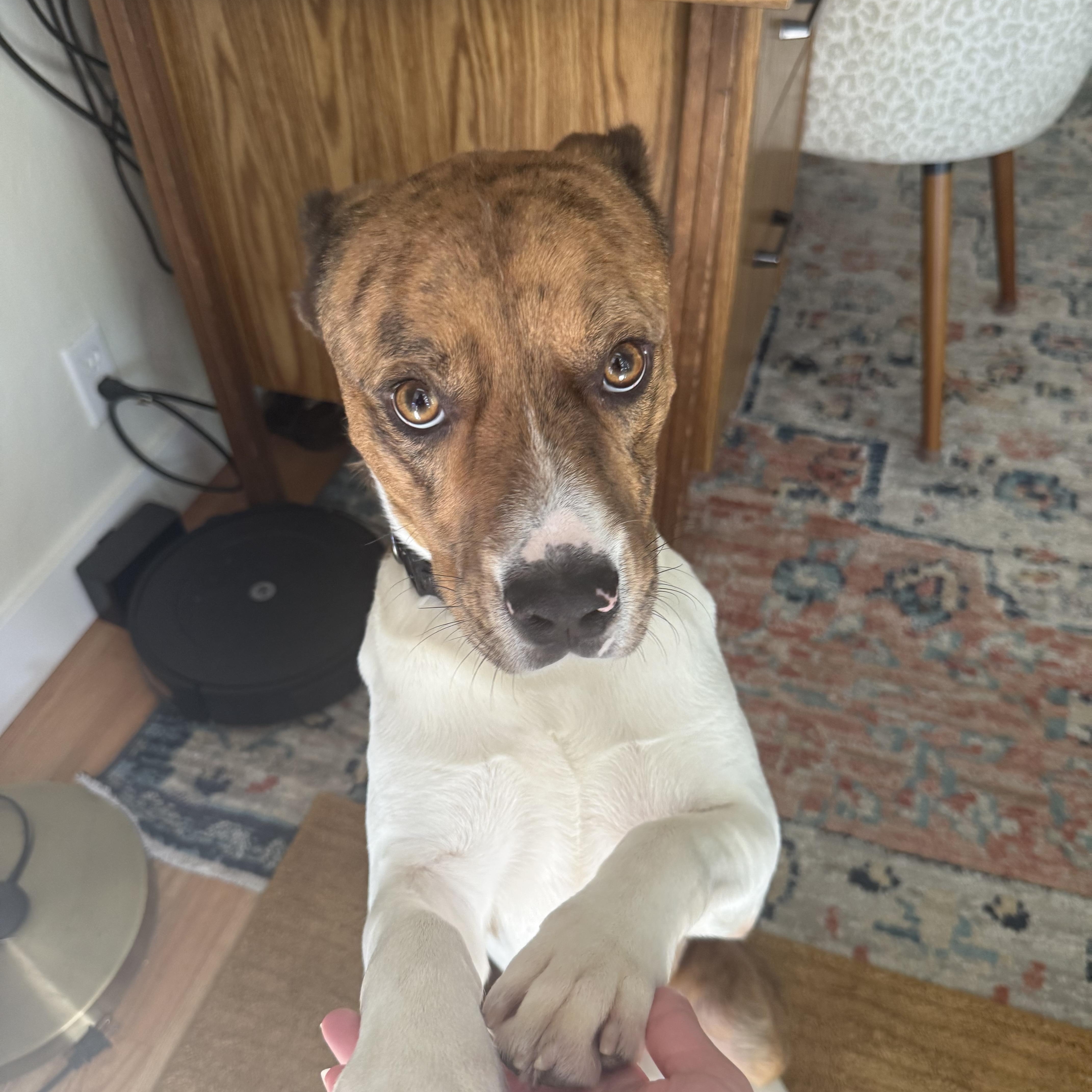 Sampson, adoptable, Adult Male Shepherd.