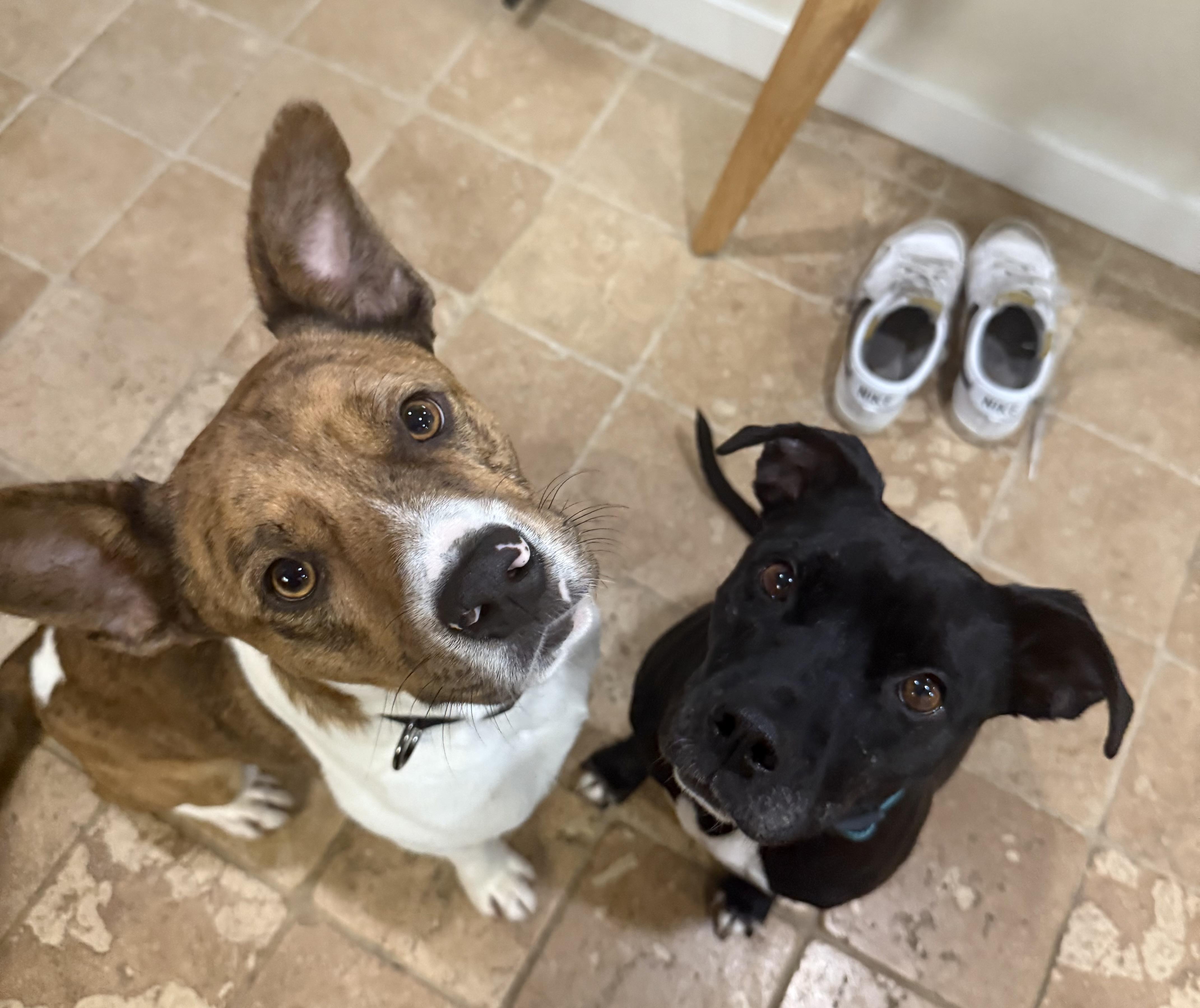 Enlarge Sampson, an adoptable mixed breed in Pleasanton, CA image 3/6