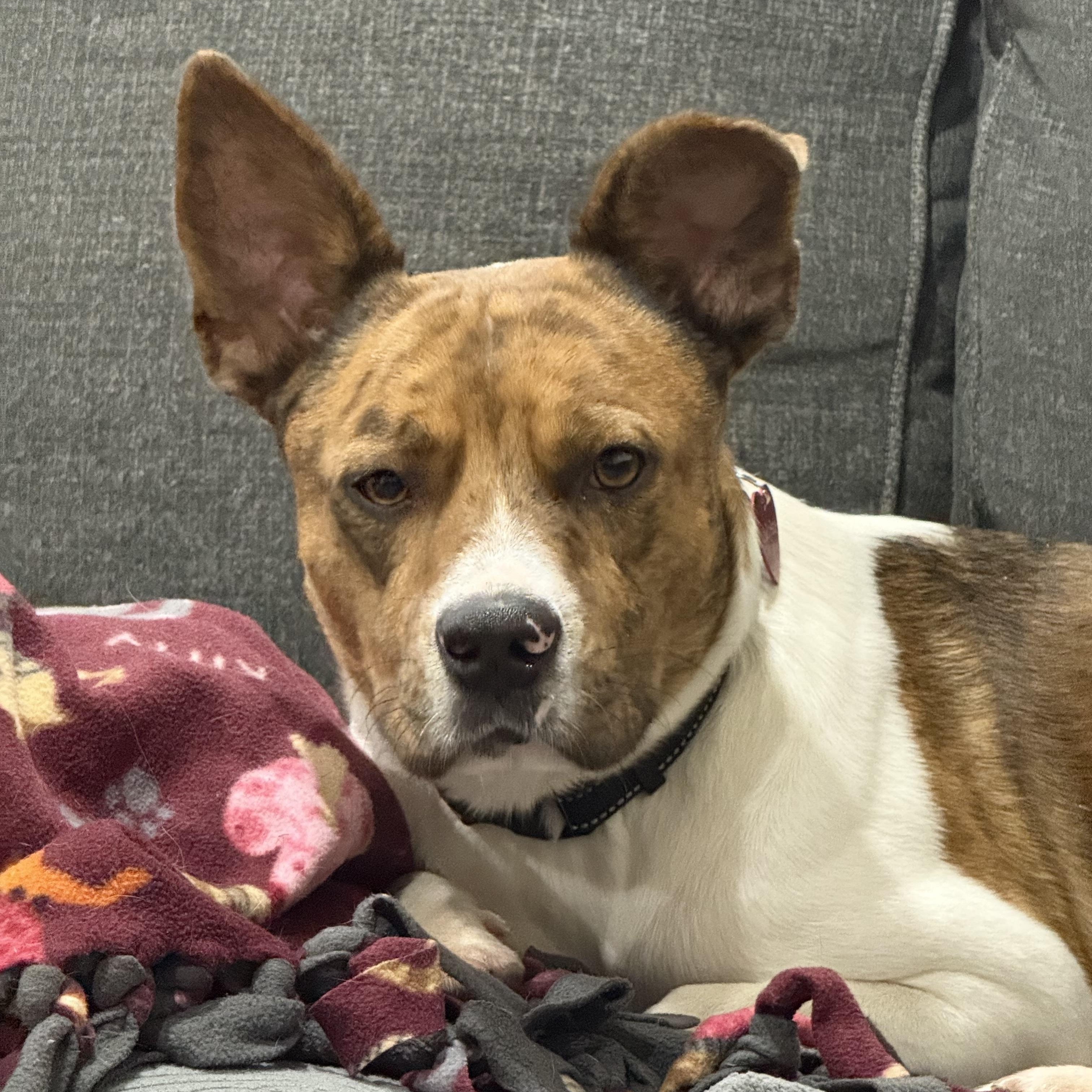 Enlarge Sampson, an adoptable mixed breed in Pleasanton, CA image 4/6