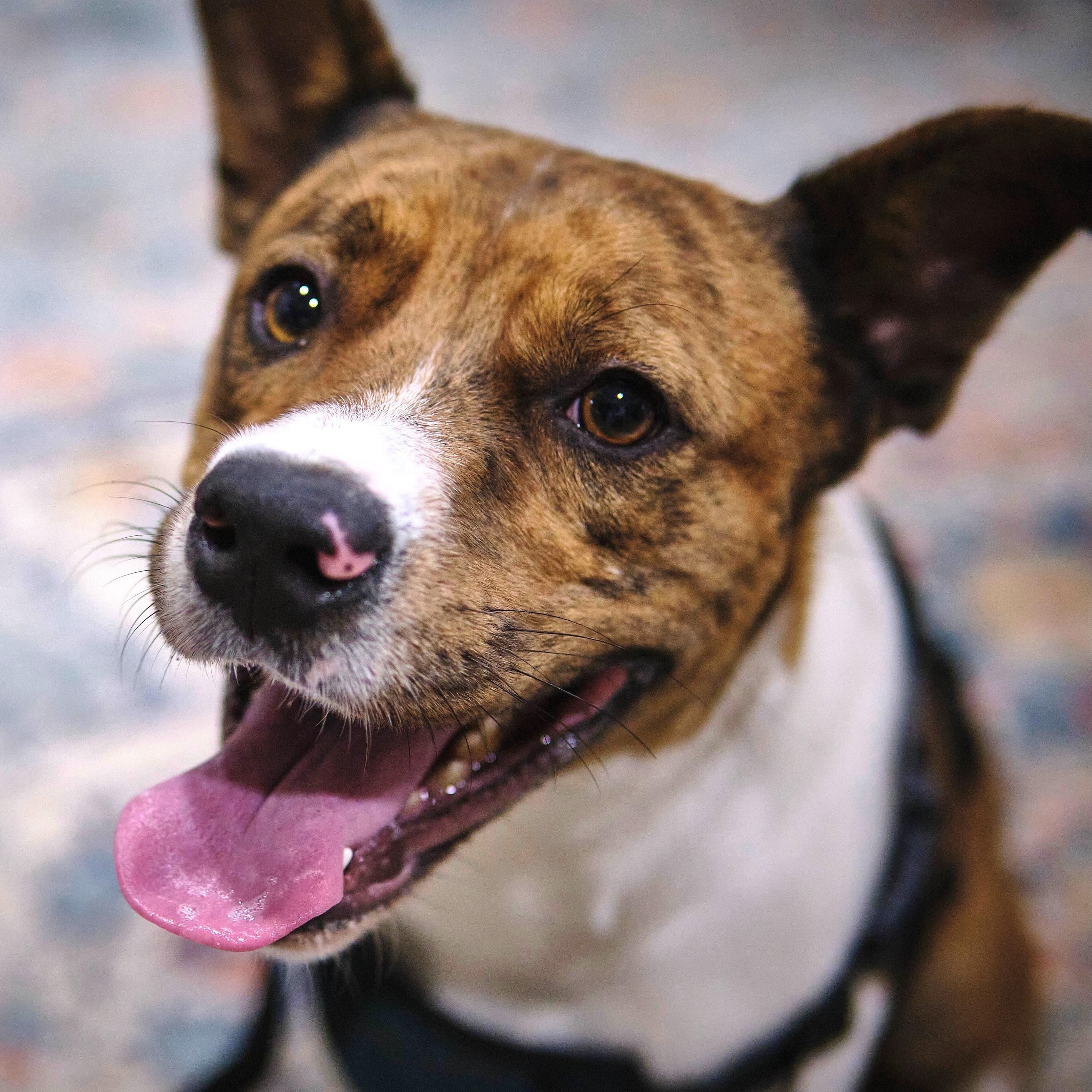 Enlarge Sampson, an adoptable mixed breed in Pleasanton, CA image 1/6