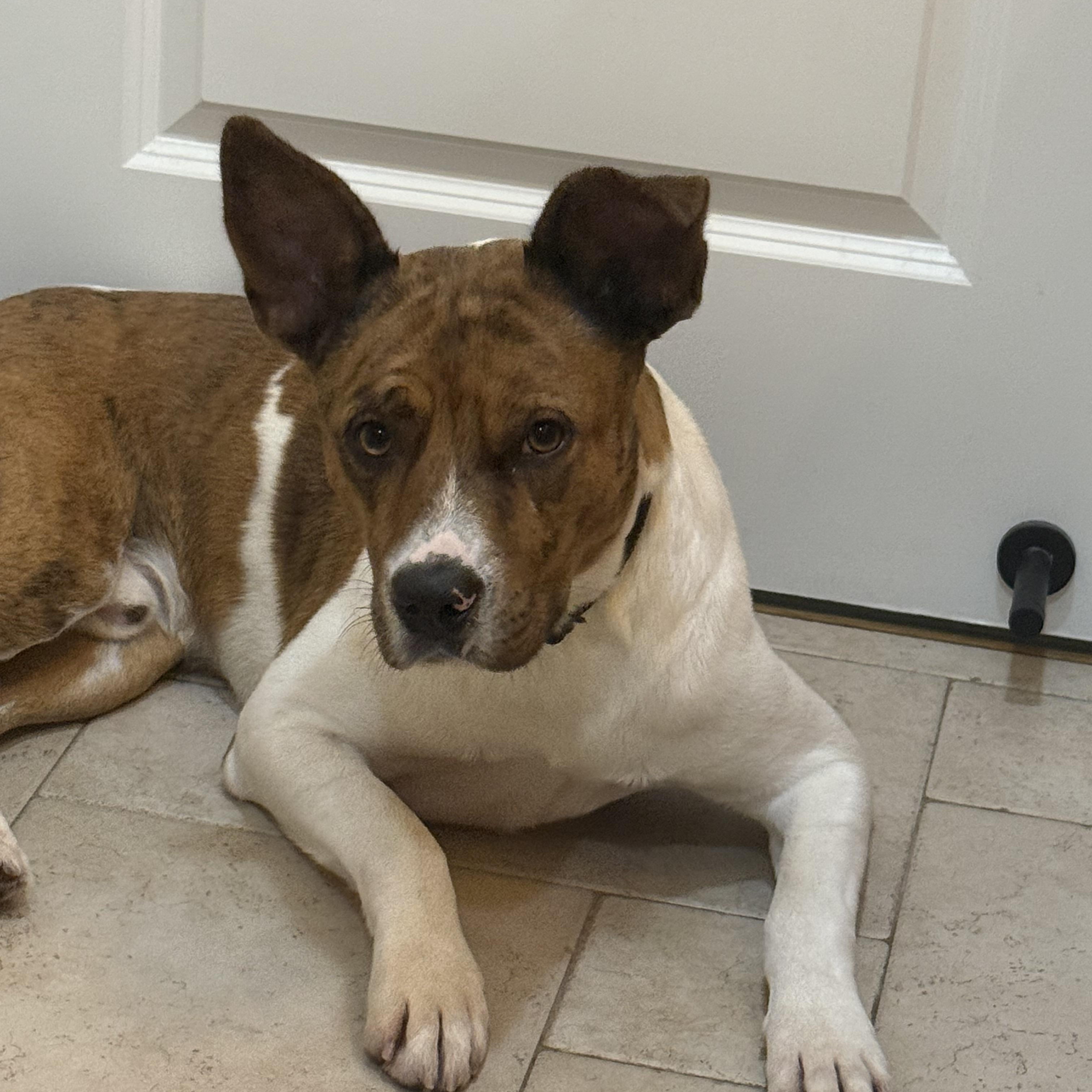 Enlarge Sampson, an adoptable mixed breed in Pleasanton, CA image 5/6