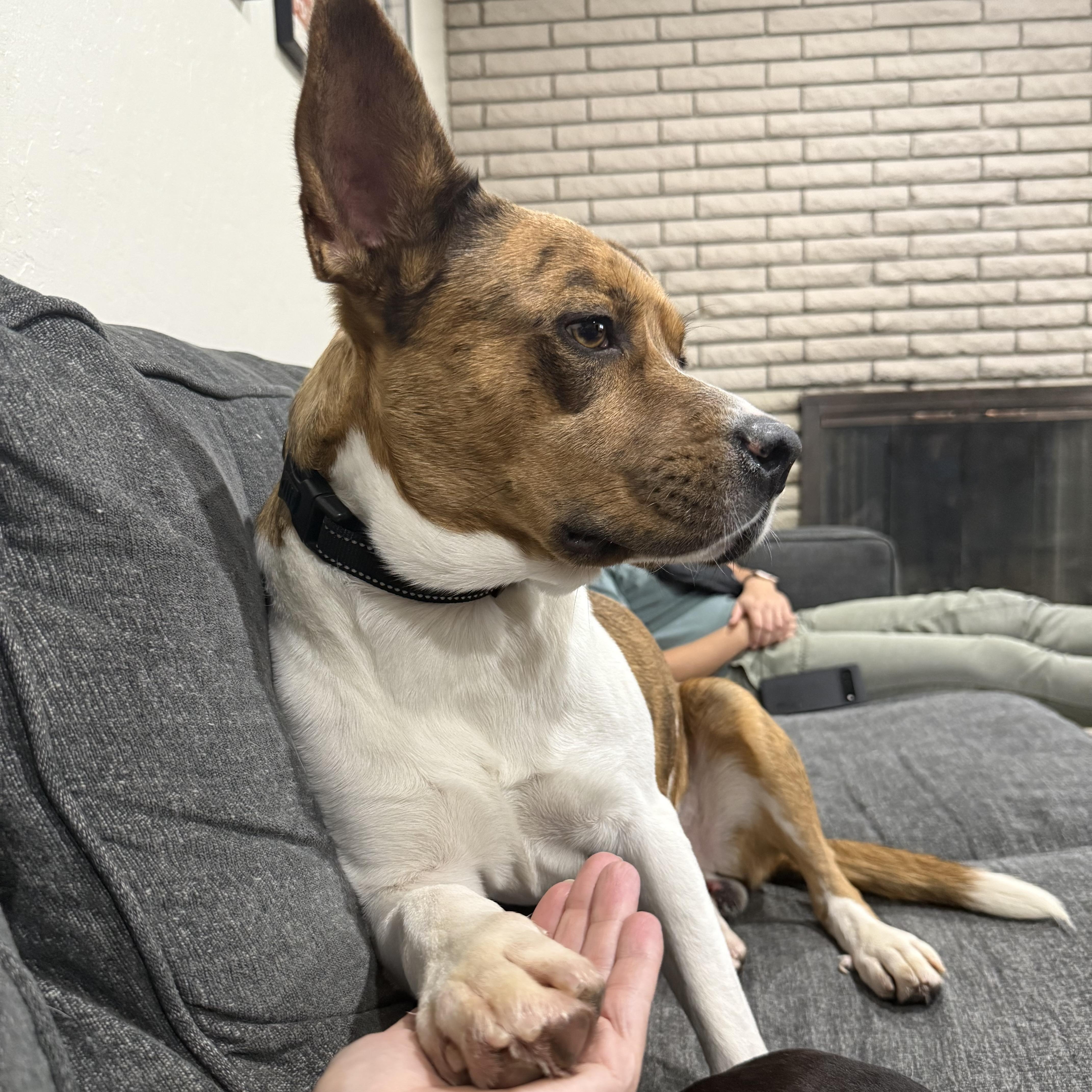 Enlarge Sampson, an adoptable mixed breed in Pleasanton, CA image 6/6