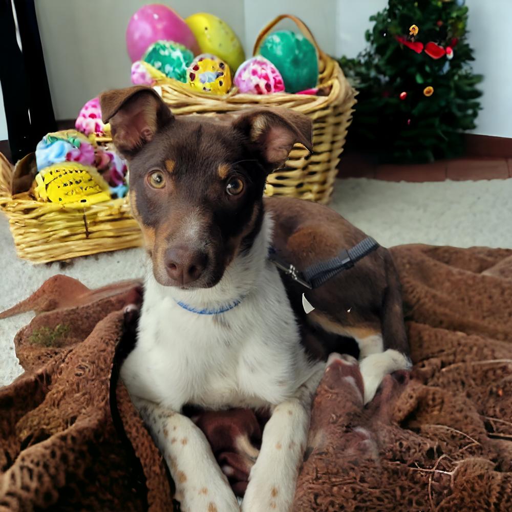 Tag, Adoptable, Young Male Rat Terrier & Australian Cattle Dog / Blue Heeler.