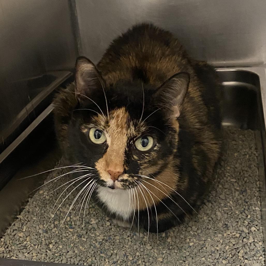Enlarge Esmerelda (Freaky), a Adoptable Domestic Short Hair in Monroe, LA image 1/1