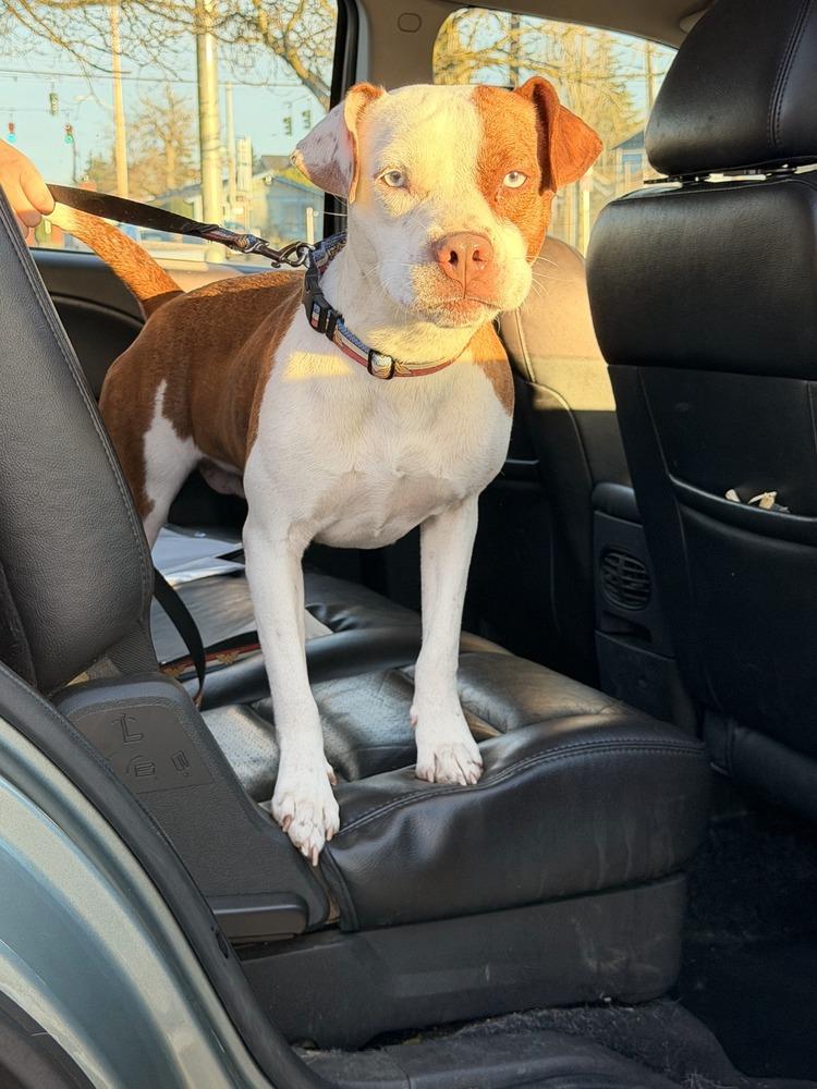 Ruby Ann, Adoptable, Young Female Pit Bull Terrier.