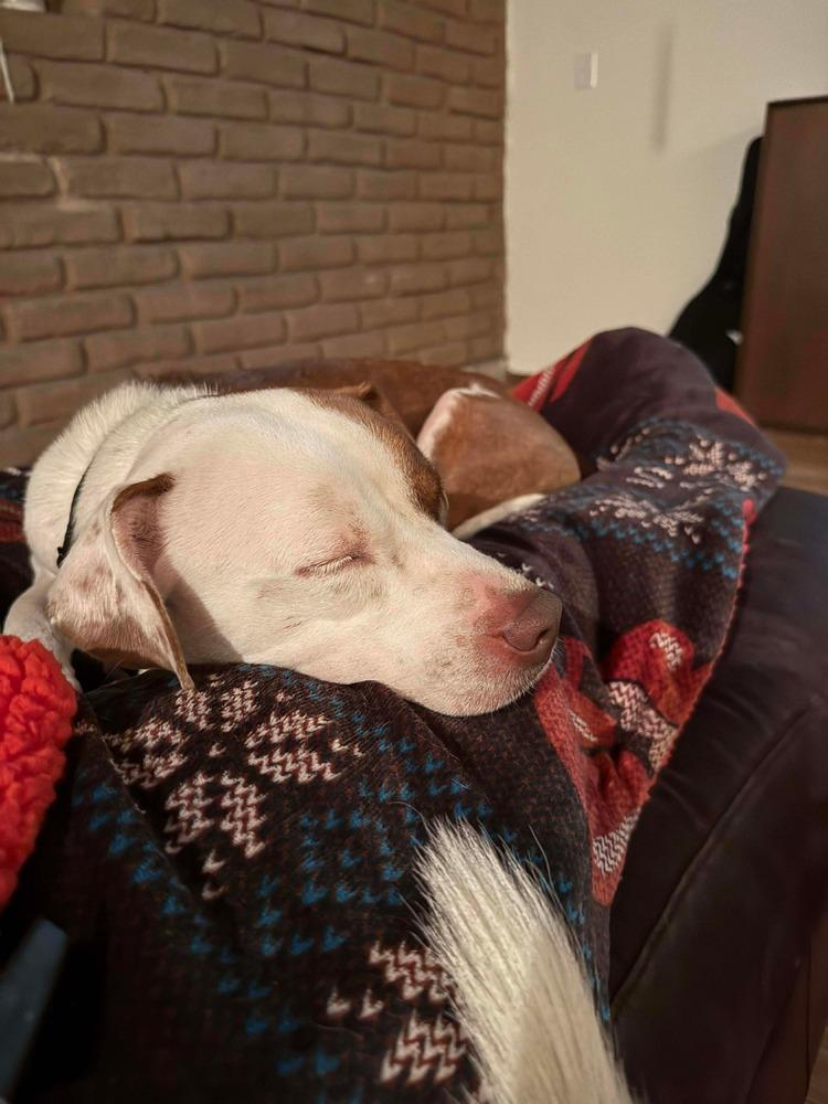 Enlarge Ruby Ann, a Adoptable mixed breed in Gig Harbor, WA image 3/6