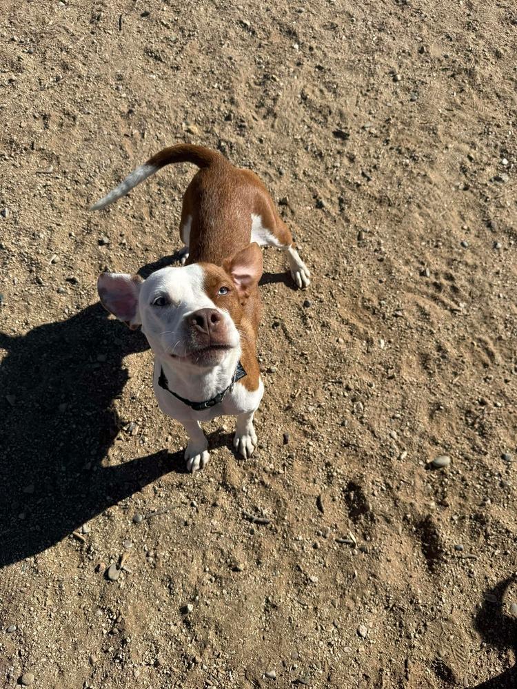 Enlarge Ruby Ann, a Adoptable mixed breed in Gig Harbor, WA image 4/6