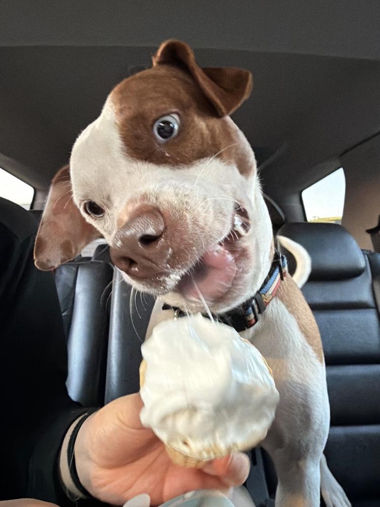 Enlarge Ruby Ann, a Adoptable mixed breed in Gig Harbor, WA image 6/6