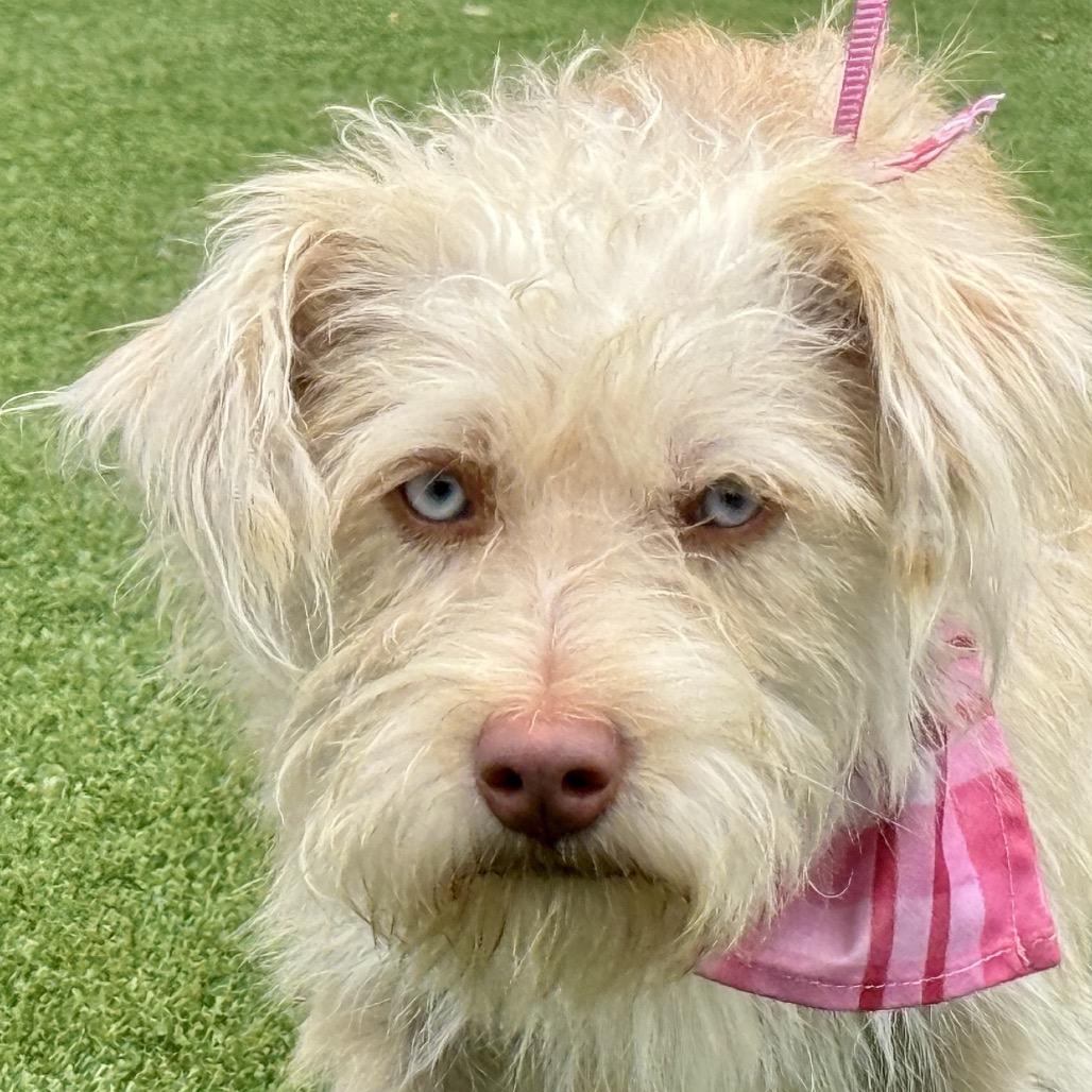 Enlarge Maple, a Adoptable mixed breed in San Antonio, TX image 2/6