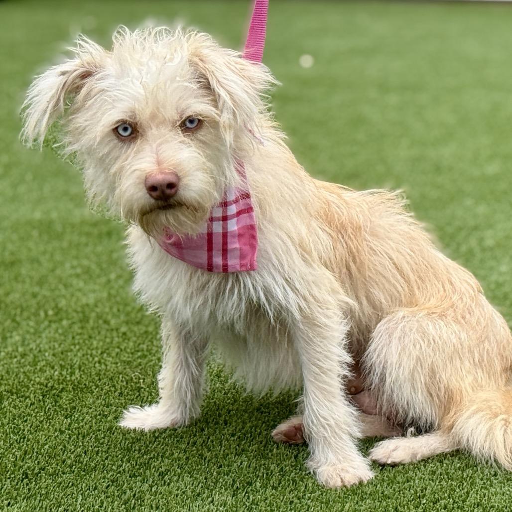 Enlarge Maple, a Adoptable mixed breed in San Antonio, TX image 1/6