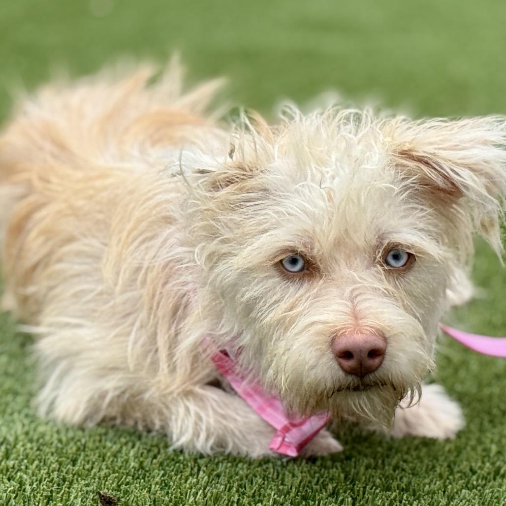 Enlarge Maple, a Adoptable mixed breed in San Antonio, TX image 3/6