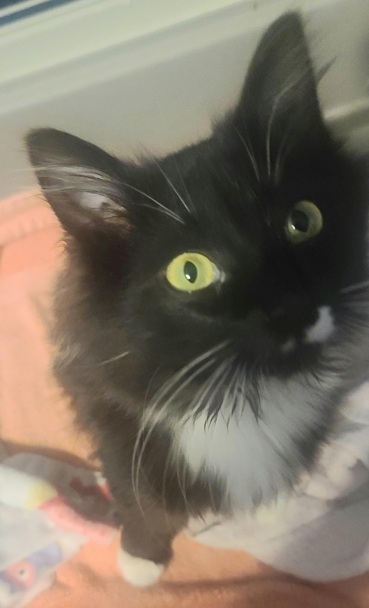 Enlarge Tennessee Tux, a ADOPTABLE mixed breed in Elgin, SC image 2/5