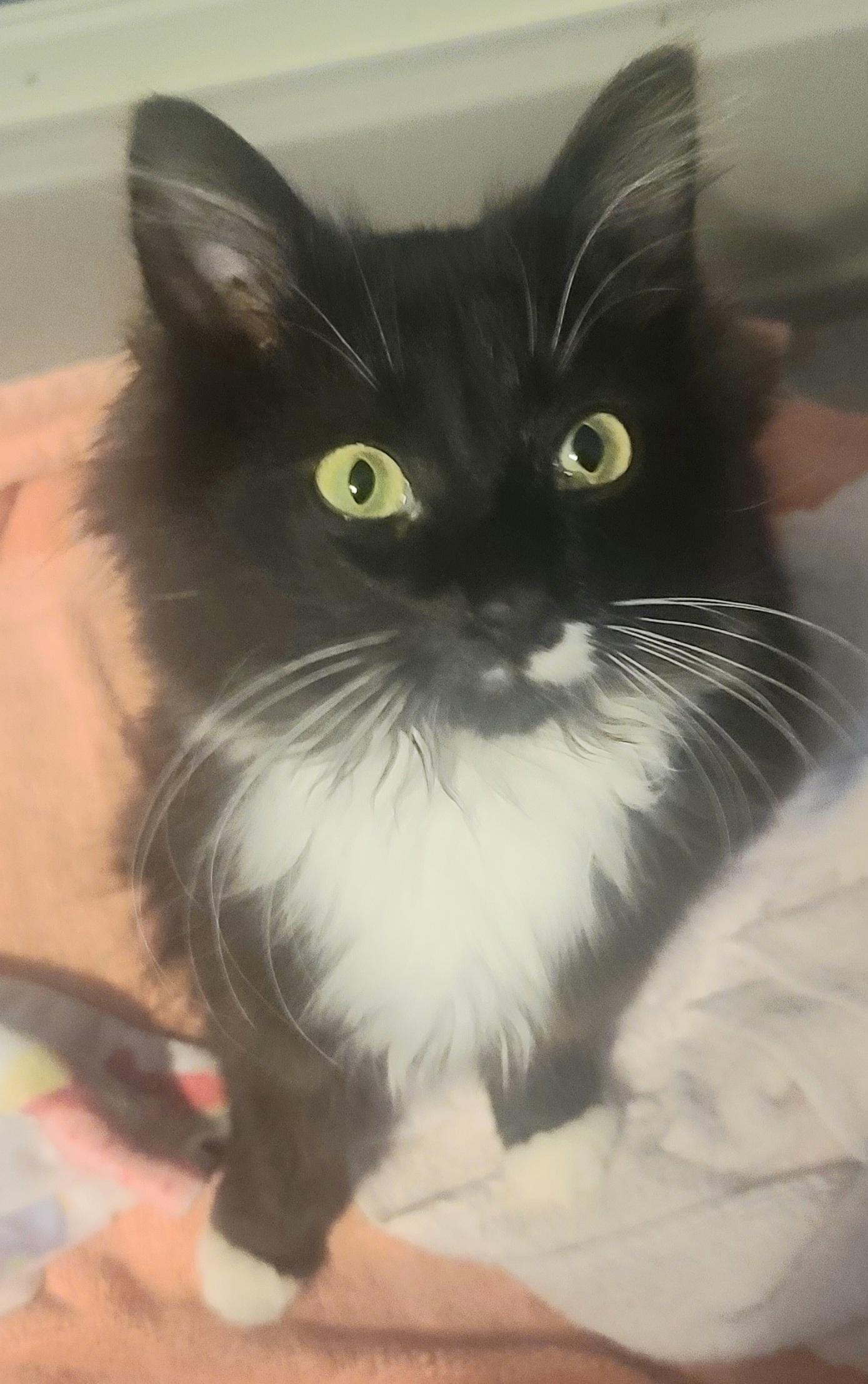 Tennessee Tux, ADOPTABLE, Kitten Male Domestic Long Hair & Tuxedo.