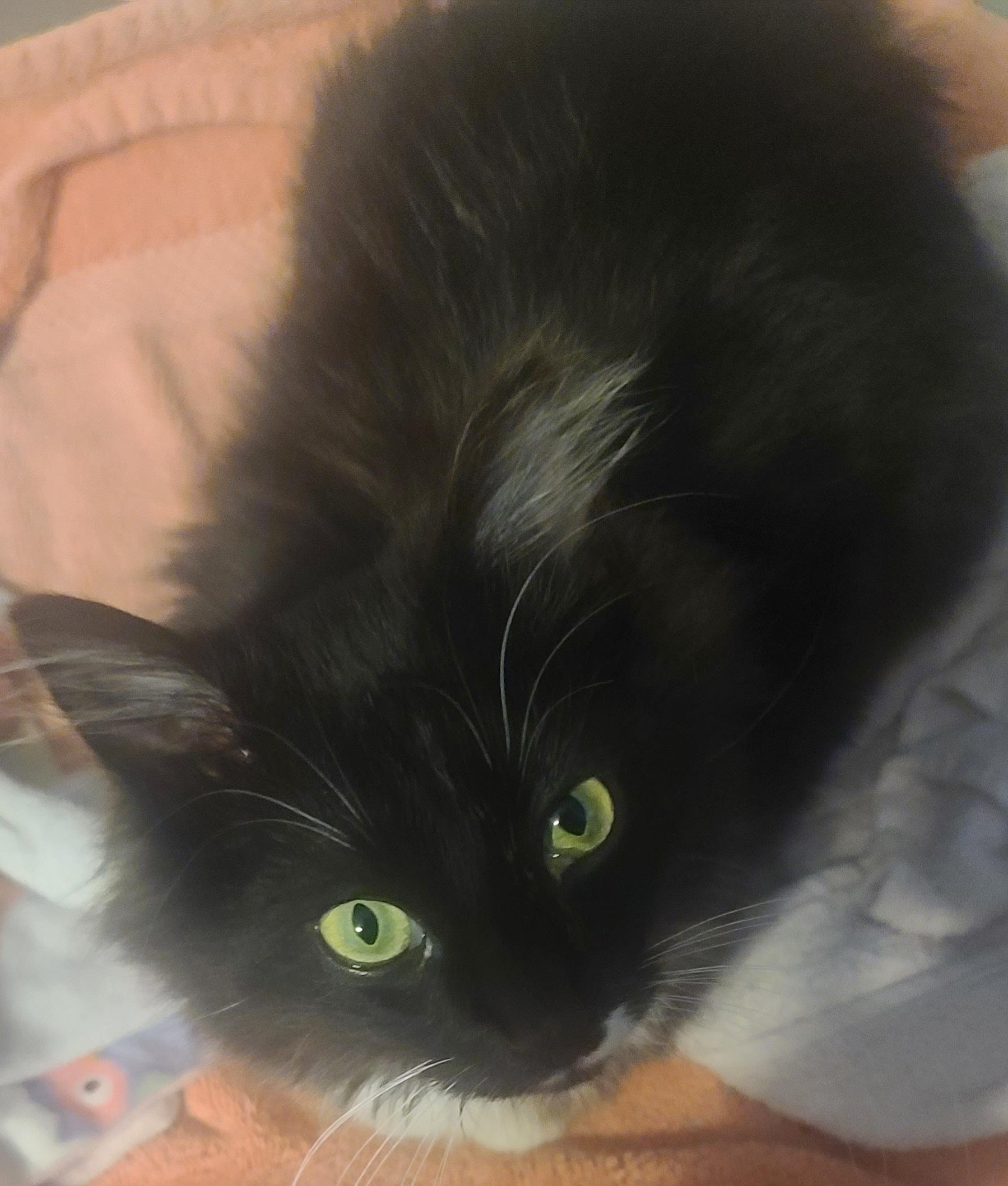 Enlarge Tennessee Tux, a ADOPTABLE mixed breed in Elgin, SC image 5/5