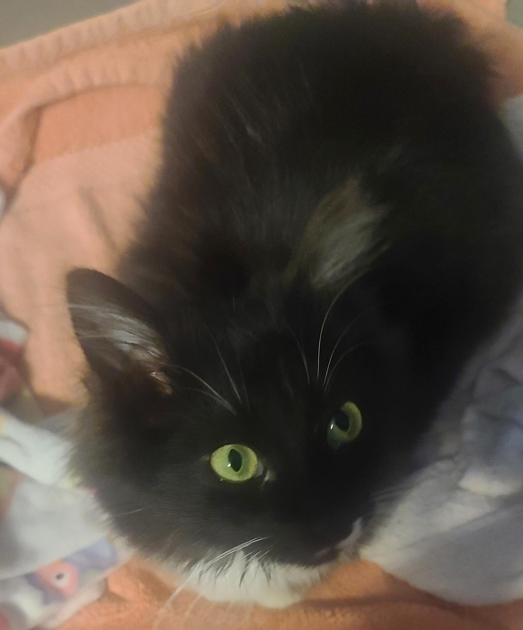 Enlarge Tennessee Tux, a ADOPTABLE mixed breed in Elgin, SC image 3/5