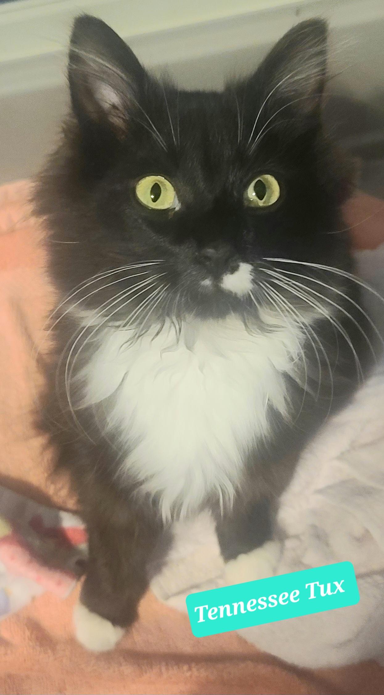 Enlarge Tennessee Tux, a ADOPTABLE mixed breed in Elgin, SC image 4/5