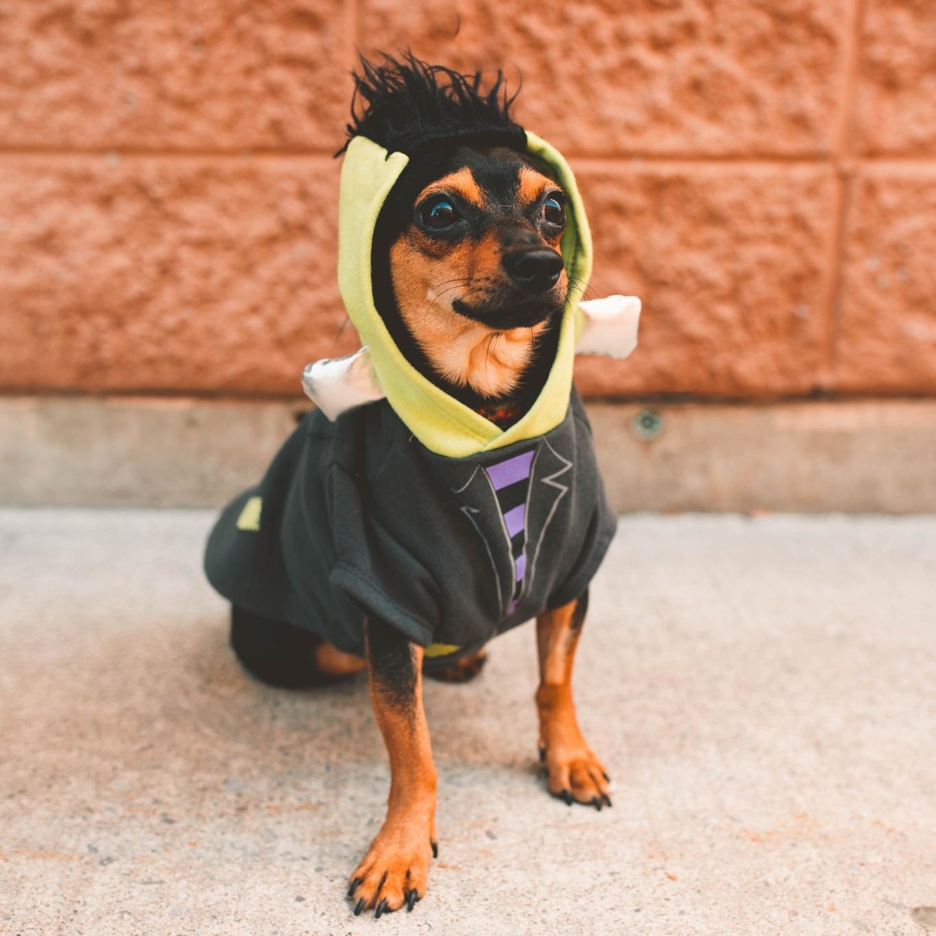 Mini Ace, a Adoptable mixed breed in Scarborough, ON image 2/6