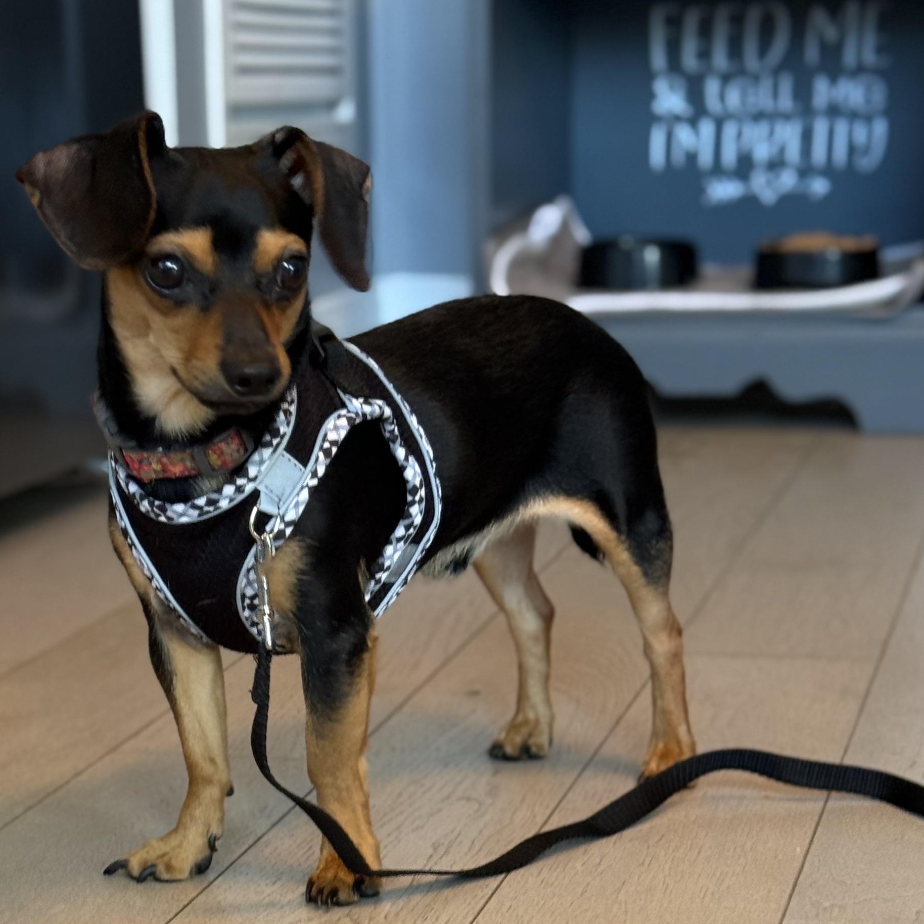 Mini Ace, a Adoptable mixed breed in Scarborough, ON image 5/6