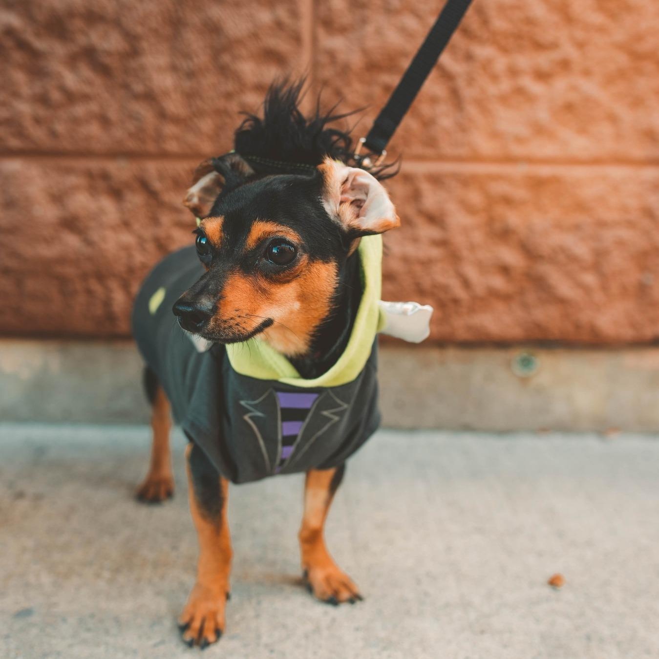 Mini Ace, a Adoptable mixed breed in Scarborough, ON image 4/6