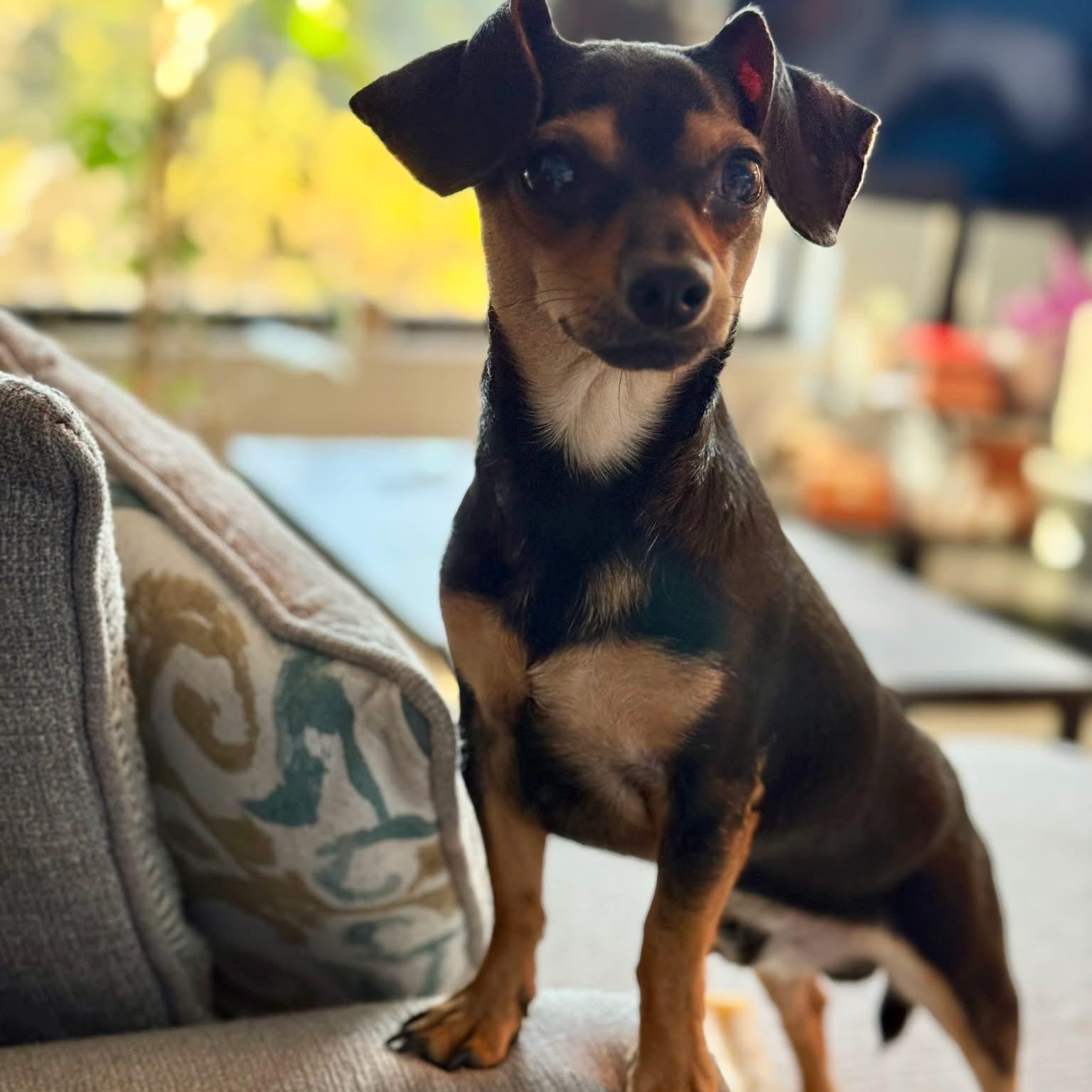 Mini Ace, a Adoptable mixed breed in Scarborough, ON image 3/6