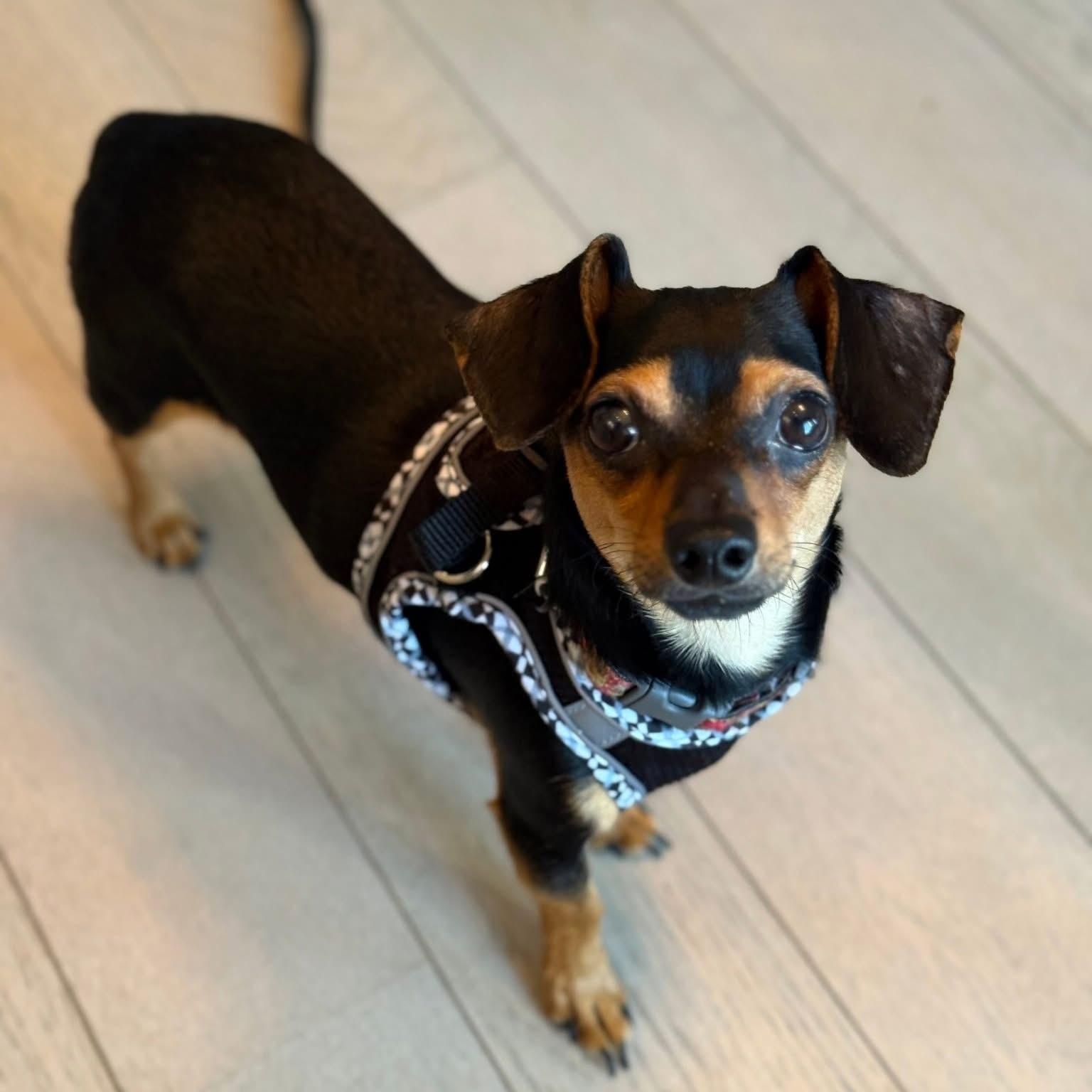 Mini Ace, Adoptable, Adult Male Miniature Dachshund & Miniature Pinscher.