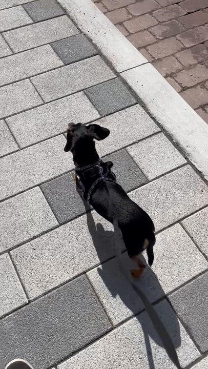 Enlarge Mini Ace, a Adoptable mixed breed in Scarborough, ON video 6/6