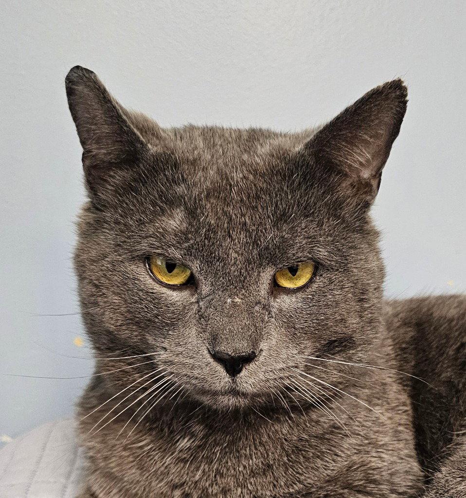 Teddy, a Adoptable Domestic Short Hair in Lovingston, VA image 1/3