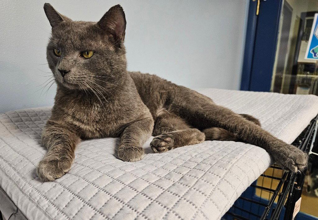 Teddy, a Adoptable Domestic Short Hair in Lovingston, VA image 2/3