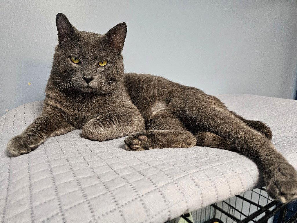 Teddy, a Adoptable Domestic Short Hair in Lovingston, VA image 3/3