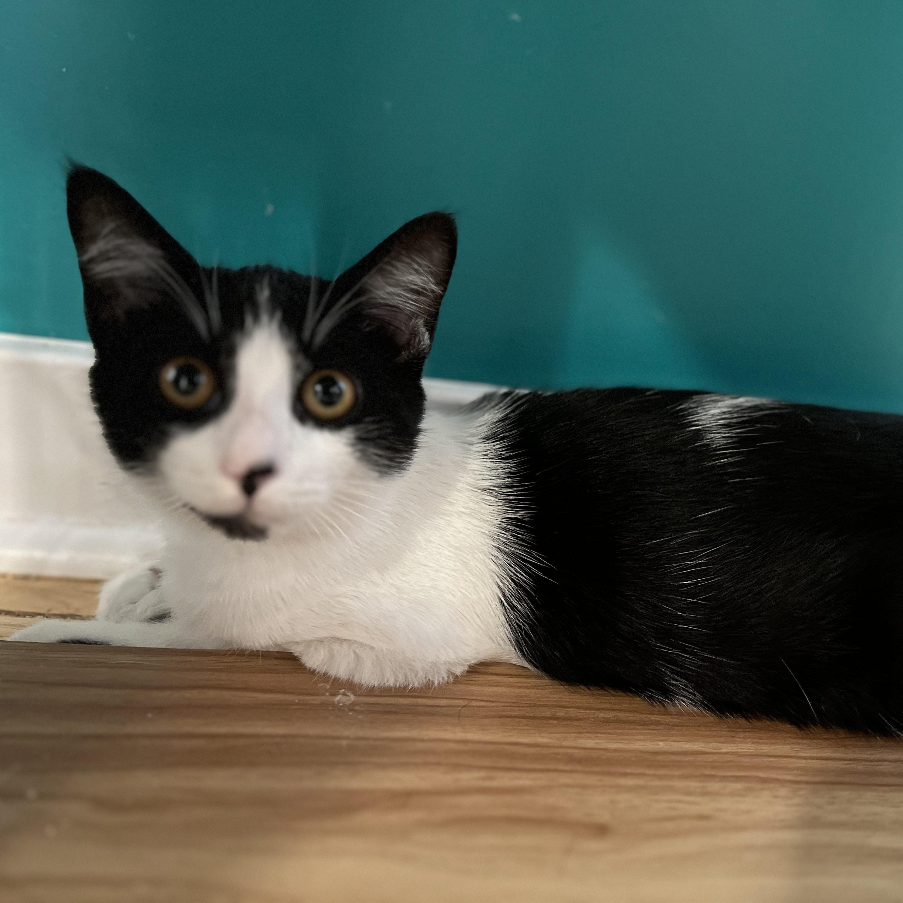 Enlarge Spike, a Adoptable American Shorthair in Hull, MA image 1/2