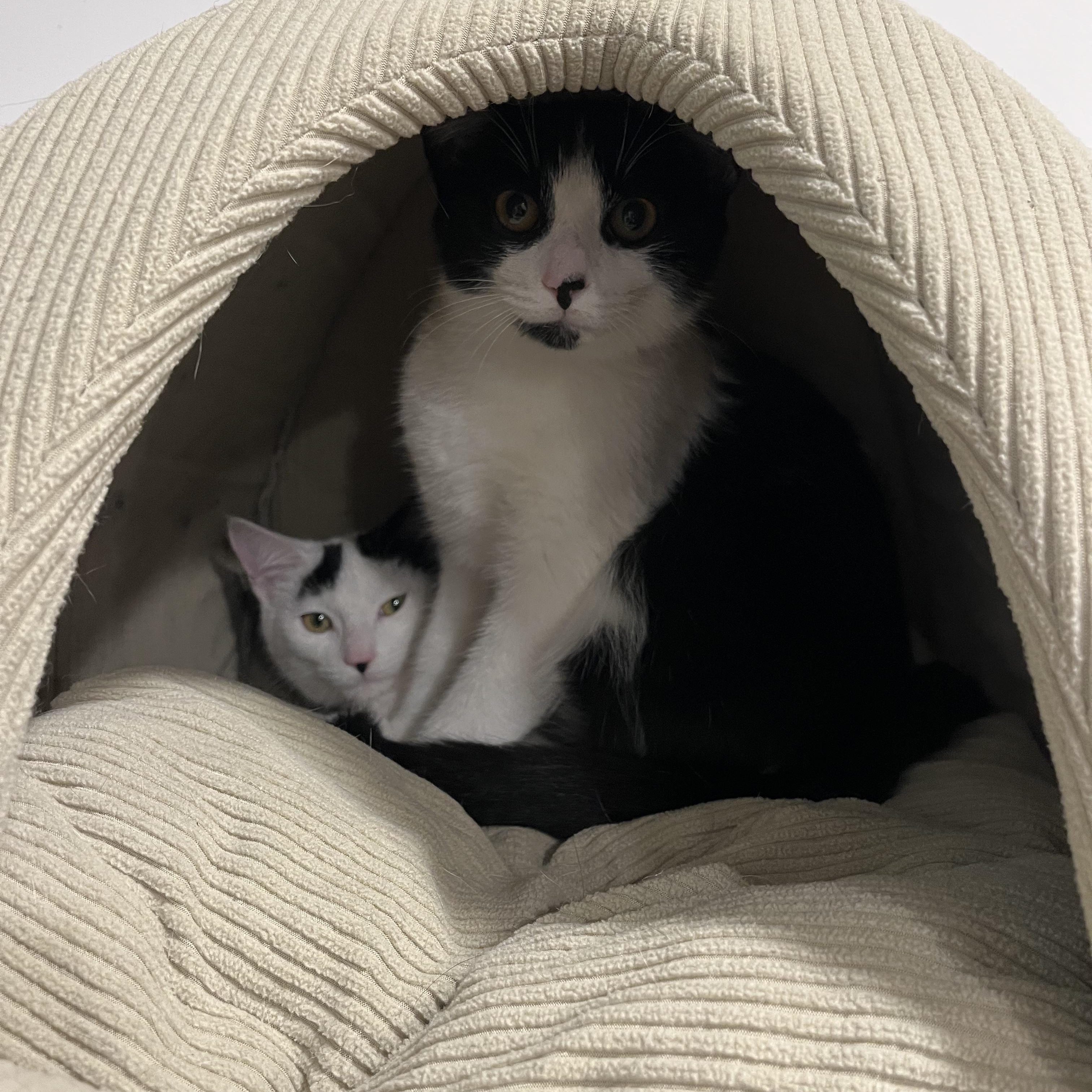Enlarge Spike, a Adoptable American Shorthair in Hull, MA image 2/2