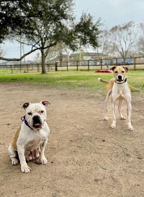 Miss Cheesecake Sweeter Than Sugar