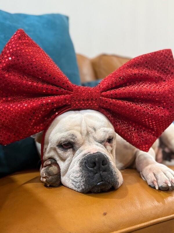 Miss Cheesecake Sweeter Than Sugar — thumbnail 2