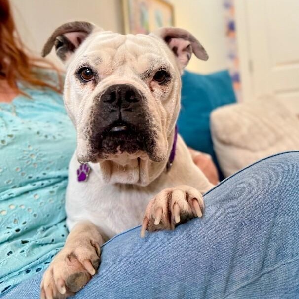 Miss Cheesecake Sweeter Than Sugar — thumbnail 3