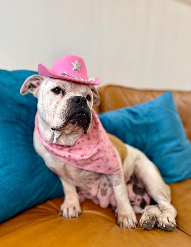 Miss Cheesecake Sweeter Than Sugar — thumbnail 5