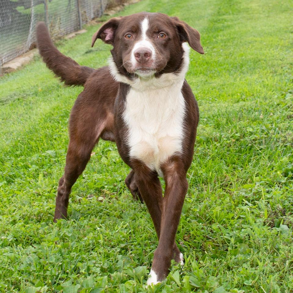 Border Collies for Adoption in Jackson Center, Ohio | Petfinder