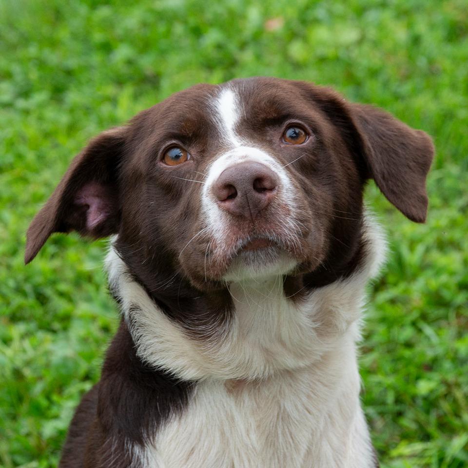 Enlarge Richie, a Adoptable mixed breed in Troy, OH image 2/3