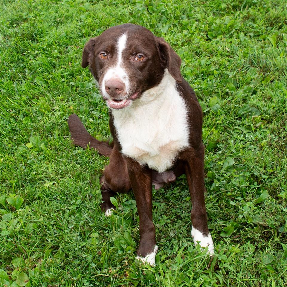 Enlarge Richie, a Adoptable mixed breed in Troy, OH image 3/3