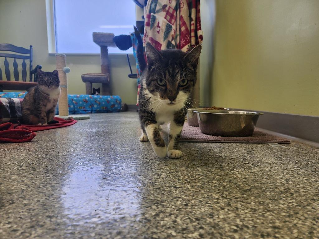 Sugar Daddy, Adoptable, Adult Male Domestic Short Hair.