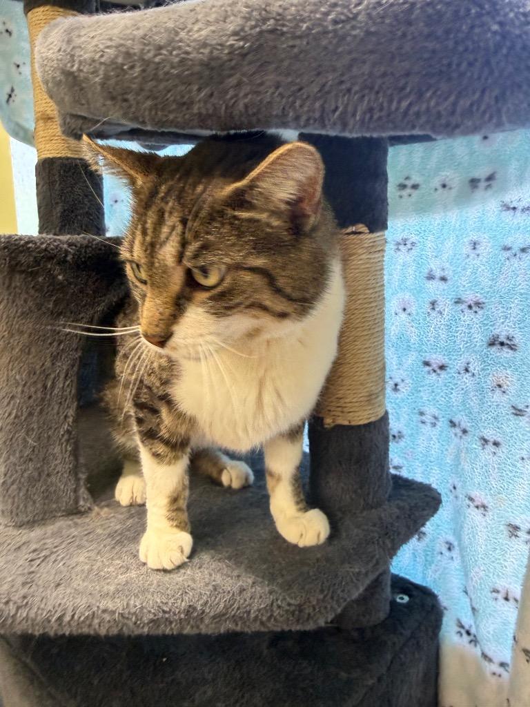 Enlarge Sugar Daddy, a Adoptable mixed breed in Auburn, IN image 2/4