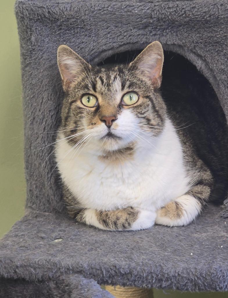 Enlarge Sugar Daddy, a Adoptable mixed breed in Auburn, IN image 3/4