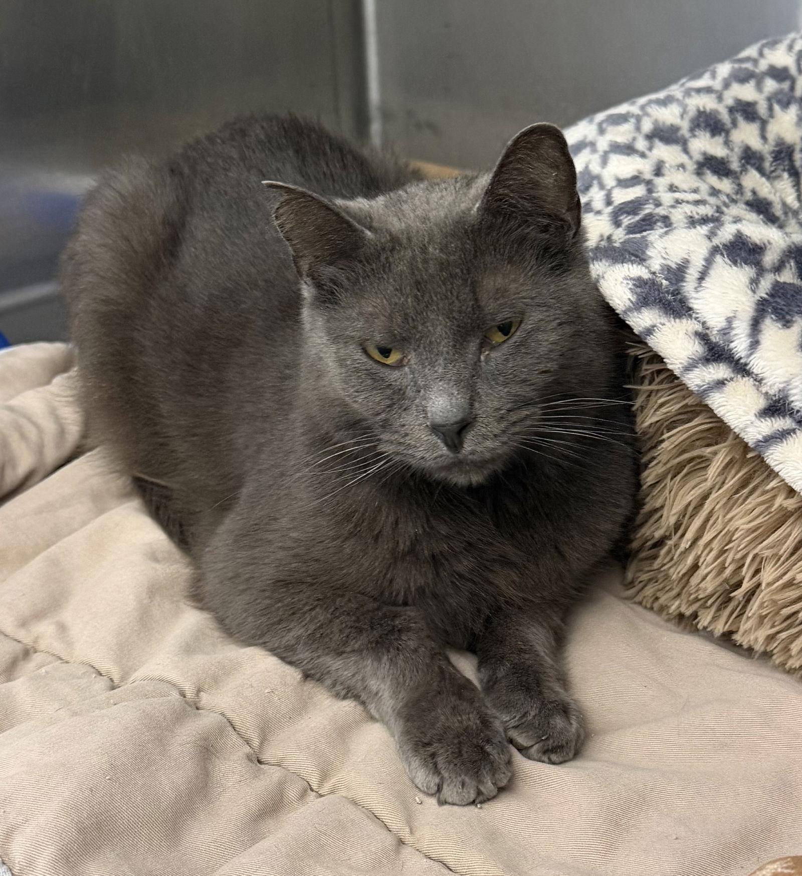 Oswald, Adoptable, Adult Male Domestic Short Hair.