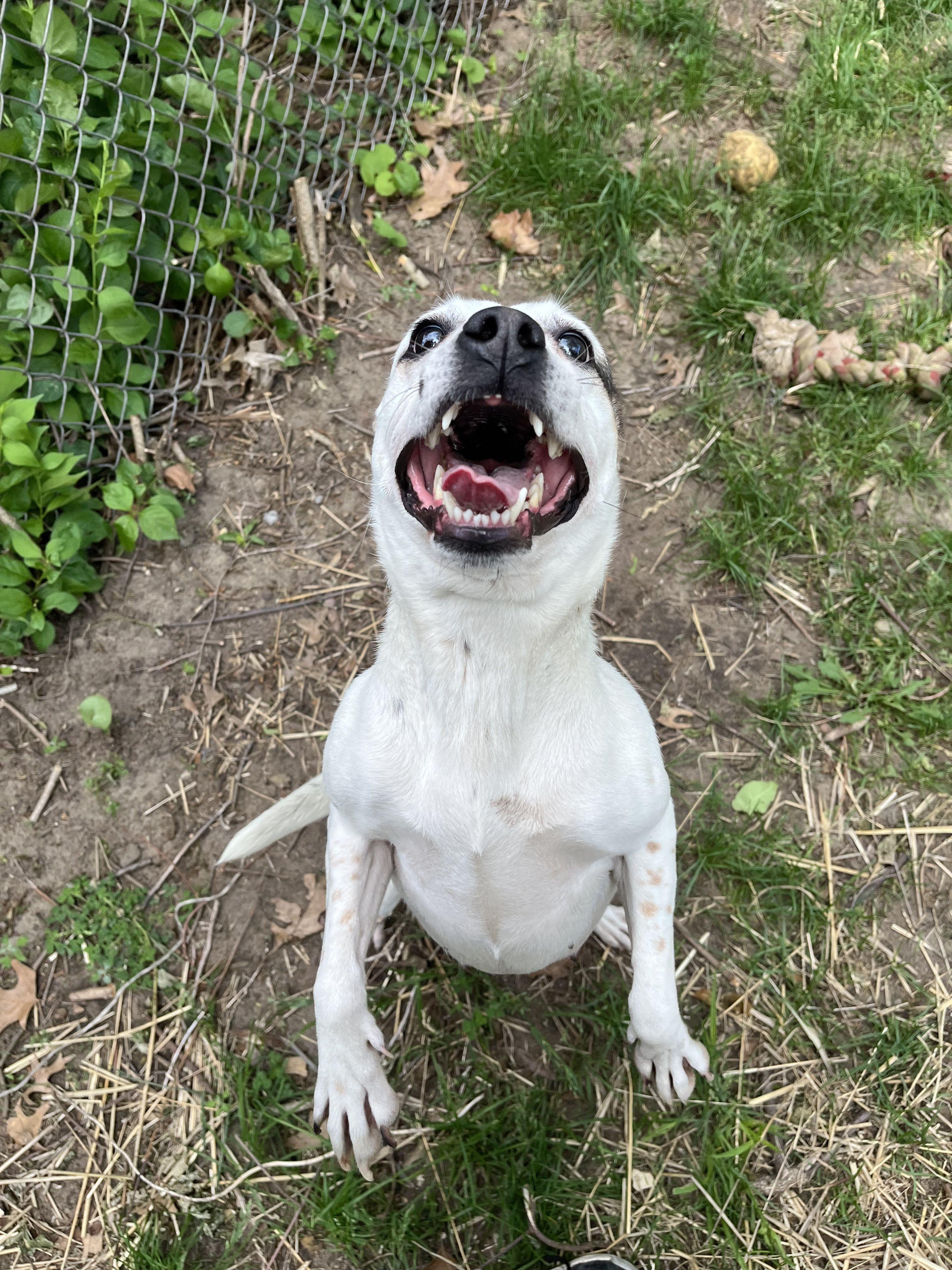 Peggy Sue, a ADOPTABLE mixed breed in Mishawaka, IN image 2/6